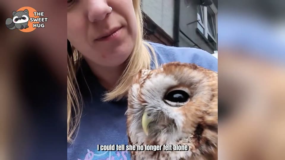 Video frame for Fallen From The Nest
