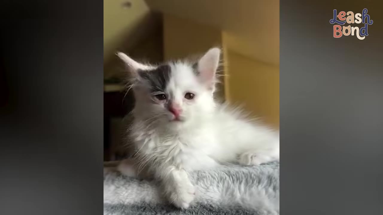 A small, fluffy white kitten with black patches on its head lies on a grey textured blanket, looking directly at the camera with slightly watery eyes.