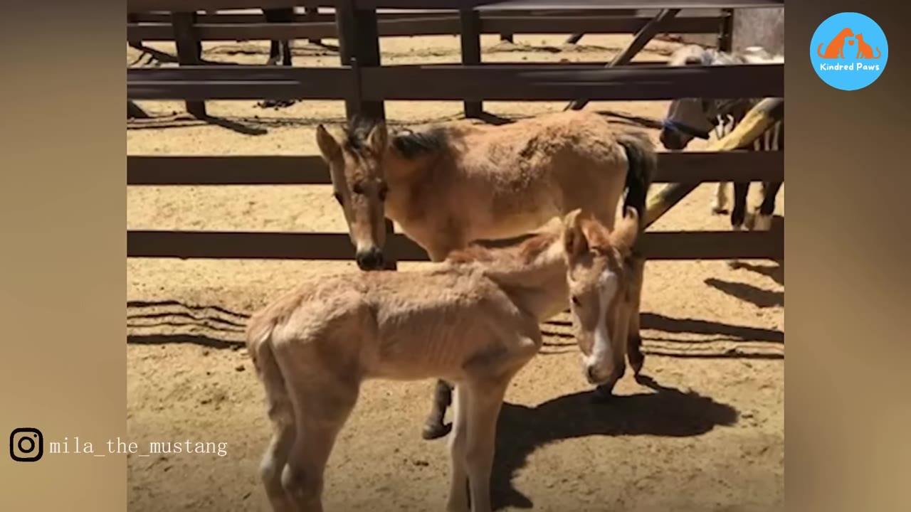 An extremely thin, light brown foal stands in a sandy enclosure with its ribs and spine clearly visible under its coat.