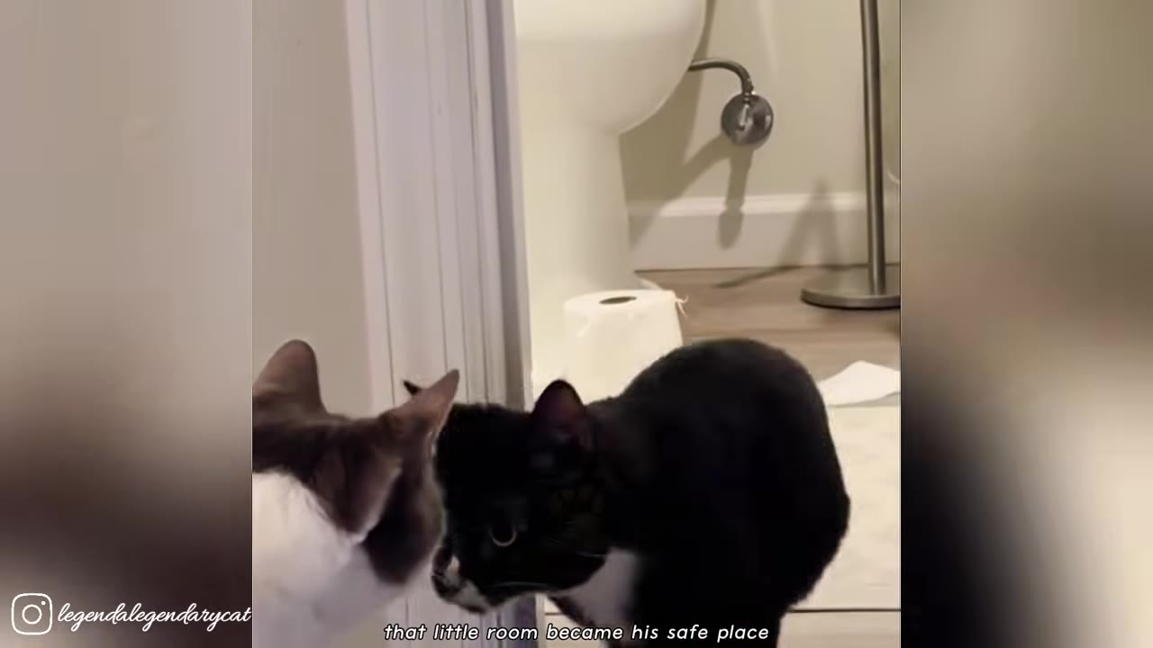 A black and white cat stands in a bathroom doorway, looking towards another cat's head in the foreground.