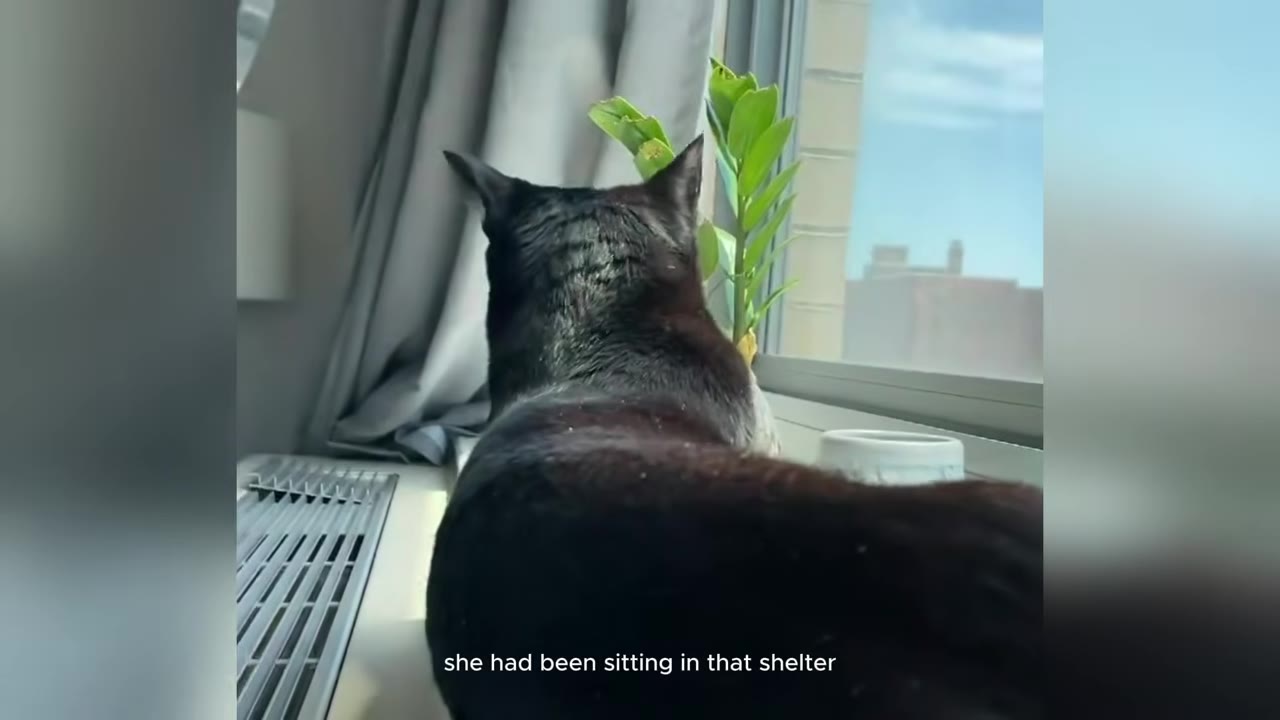 A black cat seen from behind, looking out a window next to a green plant.