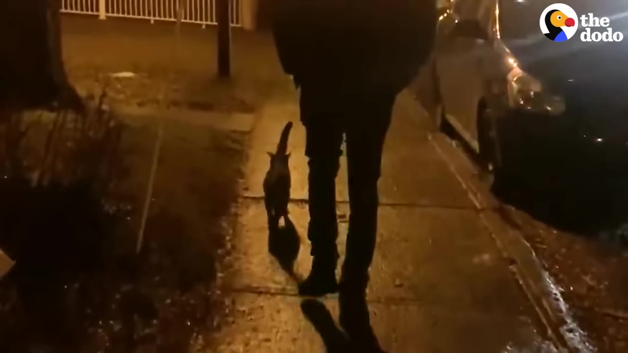 A cat walks closely behind a person's legs on a sidewalk at night.