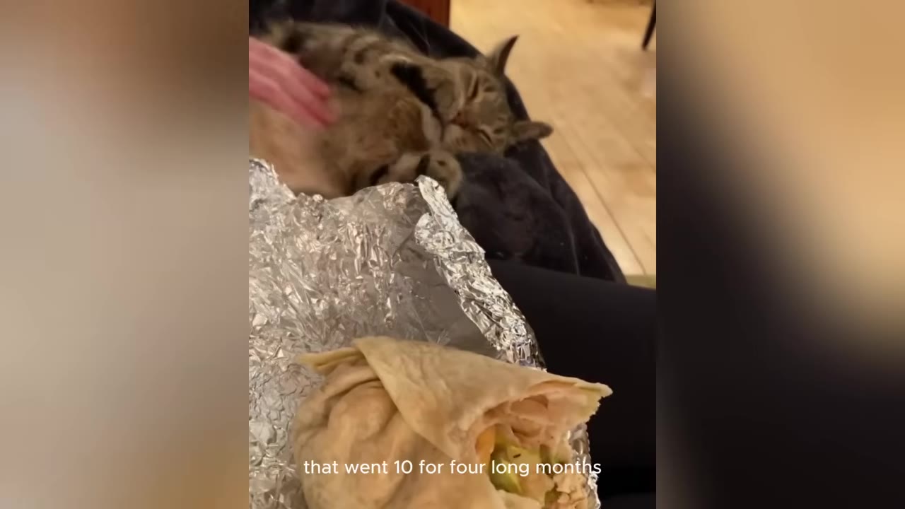 A close-up of a partially eaten burrito wrapped in foil, with a tabby cat lying on a person's lap in the background.
