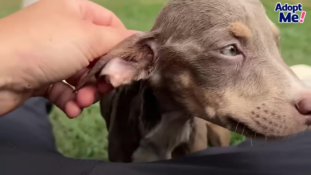 A close-up of a small brown puppy with light-colored eyes being gently petted on the ear by a person's hand.