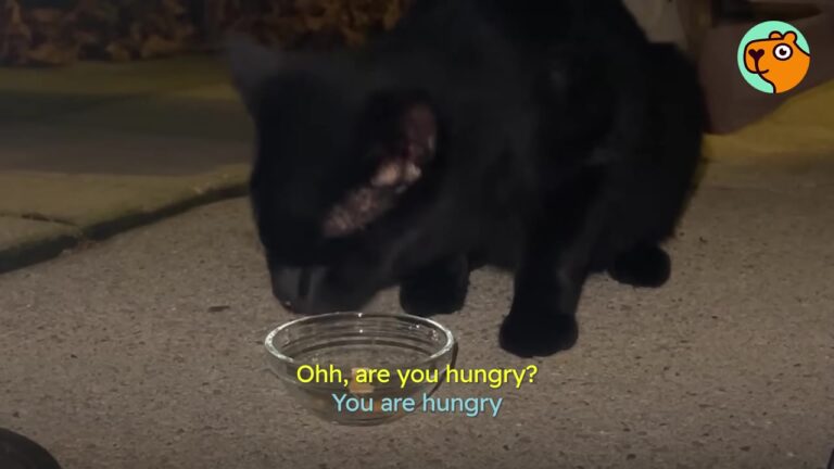 Texas Couple Found Skinny Stray At Their Door, But The Cat’s Reaction To Their Dog Left Them In Awe