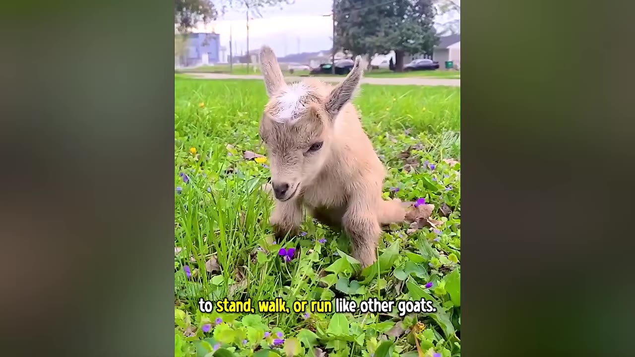 A small tan baby goat struggles to stand on its front legs in a grassy field with purple wildflowers, showing weakness in its hind legs.