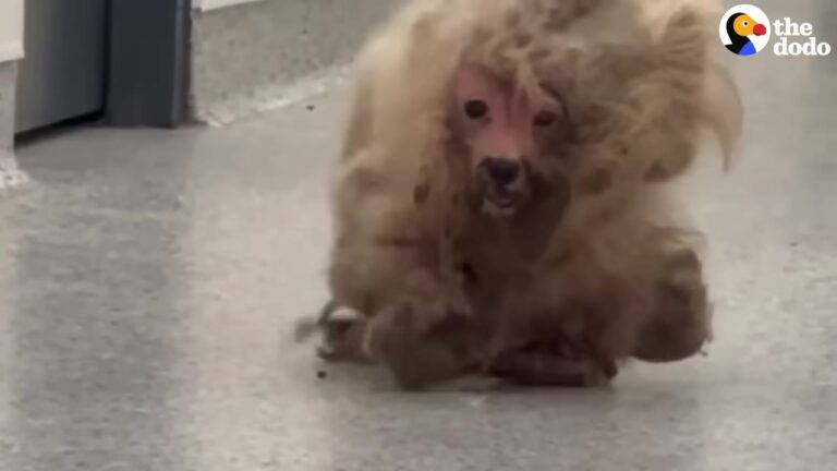 Missouri Dog Looked Like A Walking Cotton Ball Until A Two-Hour Rescue Revealed Her True Self
