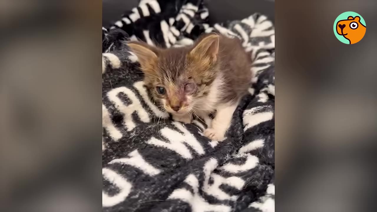 A small, scruffy brown and white kitten with a swollen, infected left eye sits on a black and white patterned blanket.