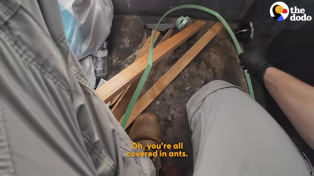 A first-person perspective from inside a dumpster, showing a rescuer's legs in grey pants, a gloved hand holding a green strap, and wooden planks on the floor of the bin.