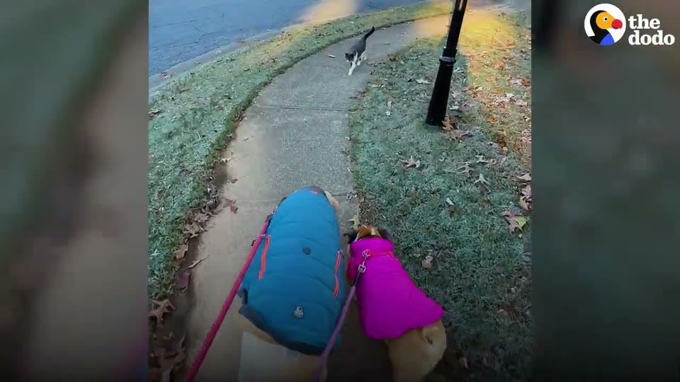 Video frame for Leading The Pack