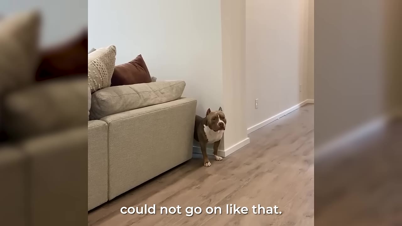 A brown and white pit bull stands timidly, peeking out from behind a beige sofa in a hallway.