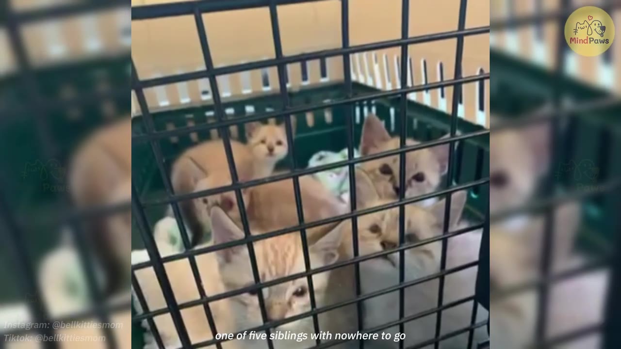 Several small light-colored kittens looking out from inside a dark green plastic pet crate.