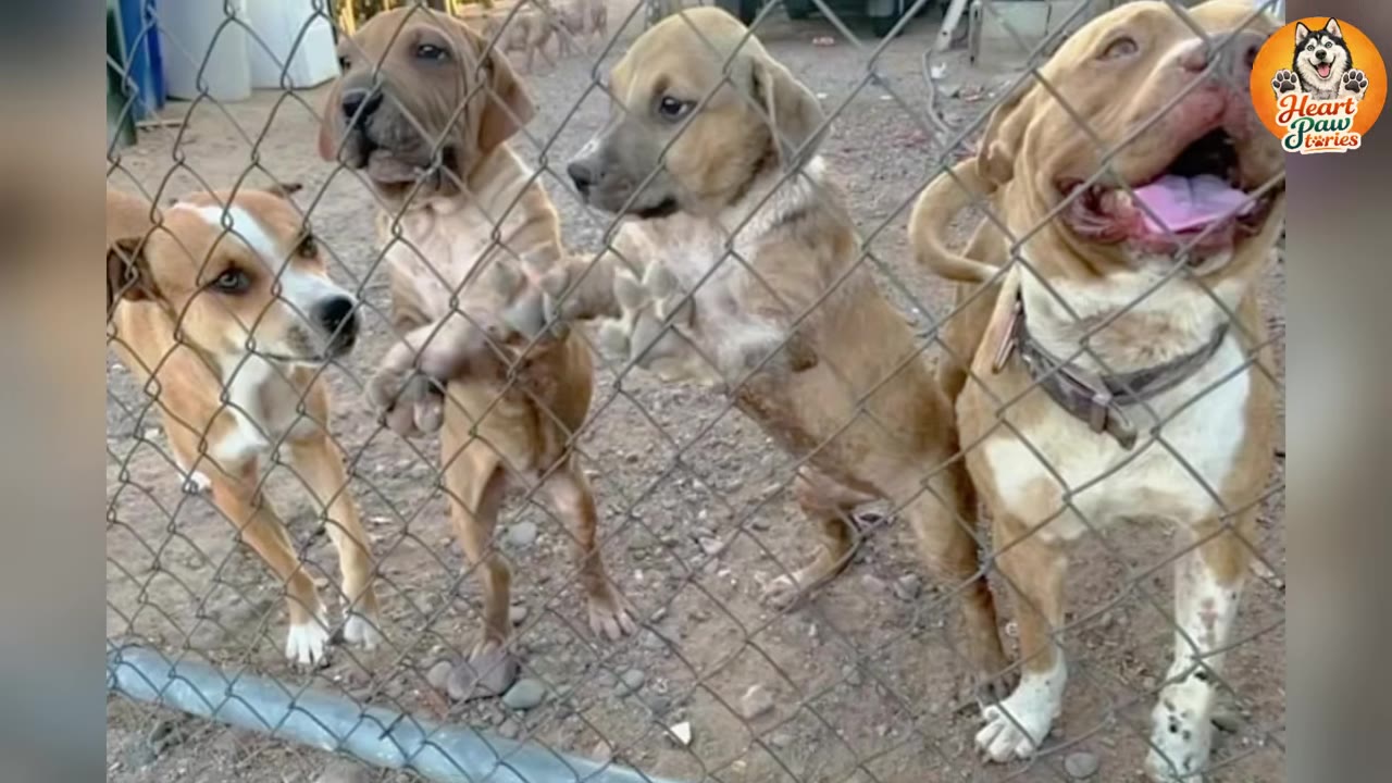 Four dogs stand behind a chain-link fence in a dirt yard, looking through the wire mesh.