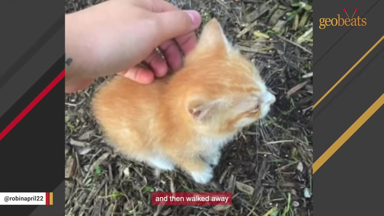 A hand gently petting a small orange and white kitten sitting on the ground covered in mulch and grass.