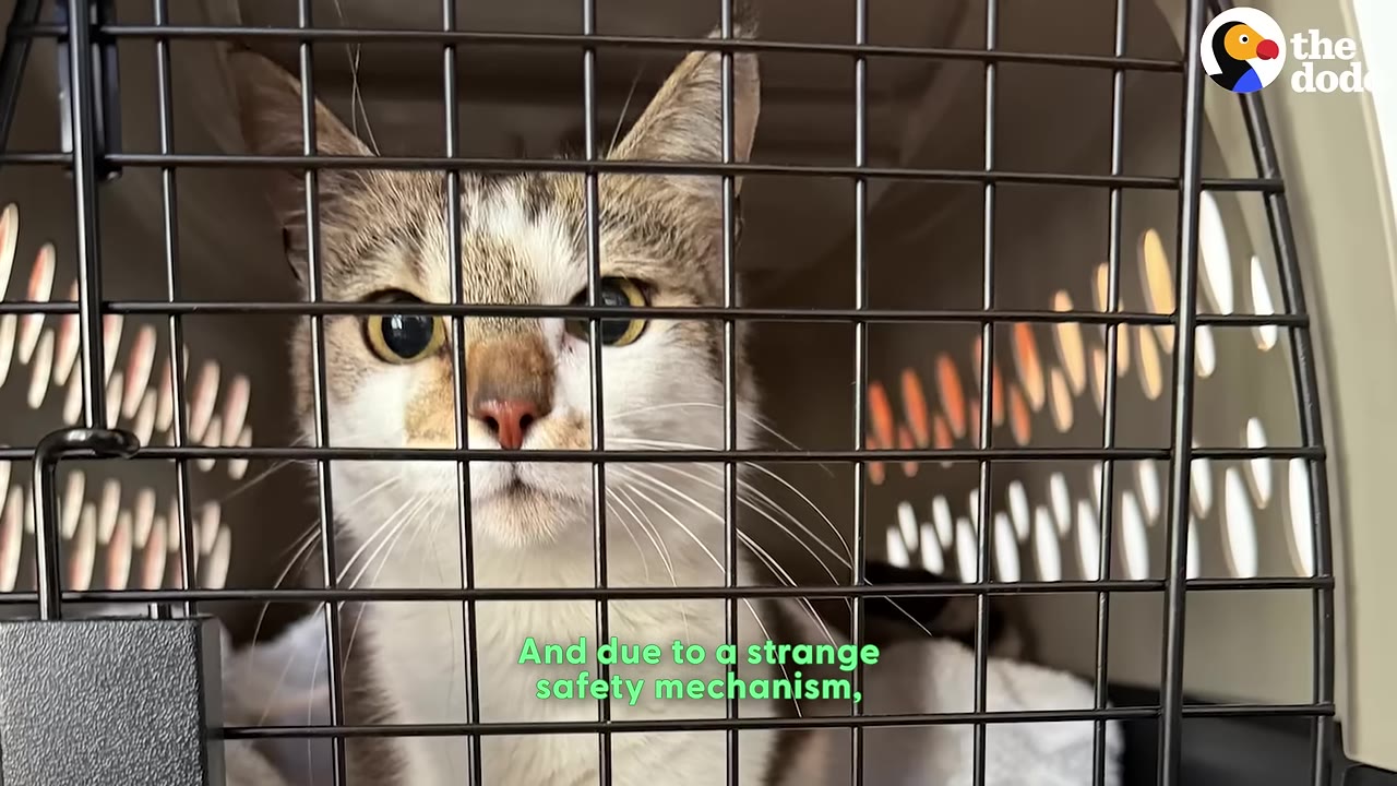 A brown and white cat looks out from inside a plastic pet carrier with a metal wire door.