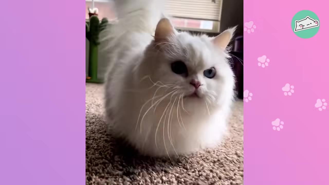 A fluffy white Persian cat with blue eyes sits on a carpeted floor, looking directly at the camera.