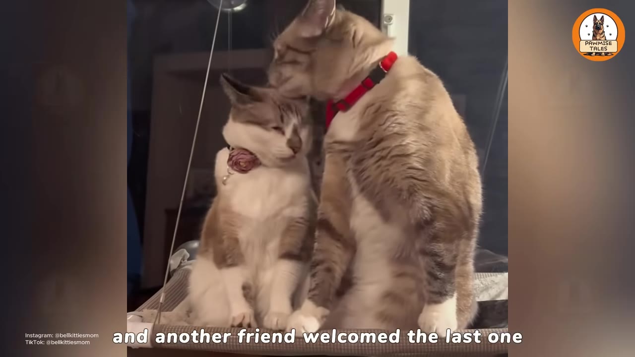 Two cats sitting side-by-side on a cat perch, with one cat gently licking the head of the other.