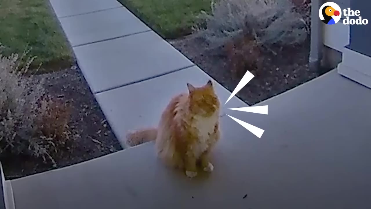 A fluffy orange and white cat sits on a concrete porch, looking up with white graphic lines indicating meowing.