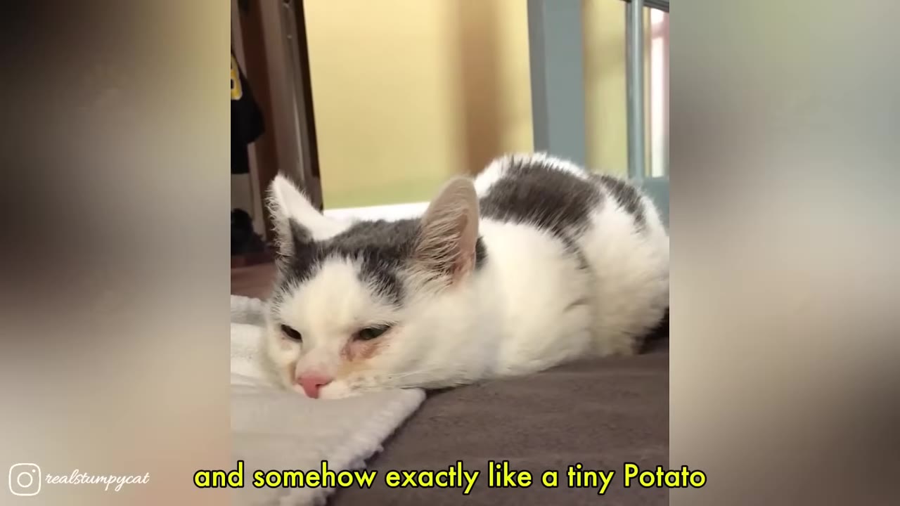 A small white and grey kitten lying flat on a blanket, looking like a tiny potato.