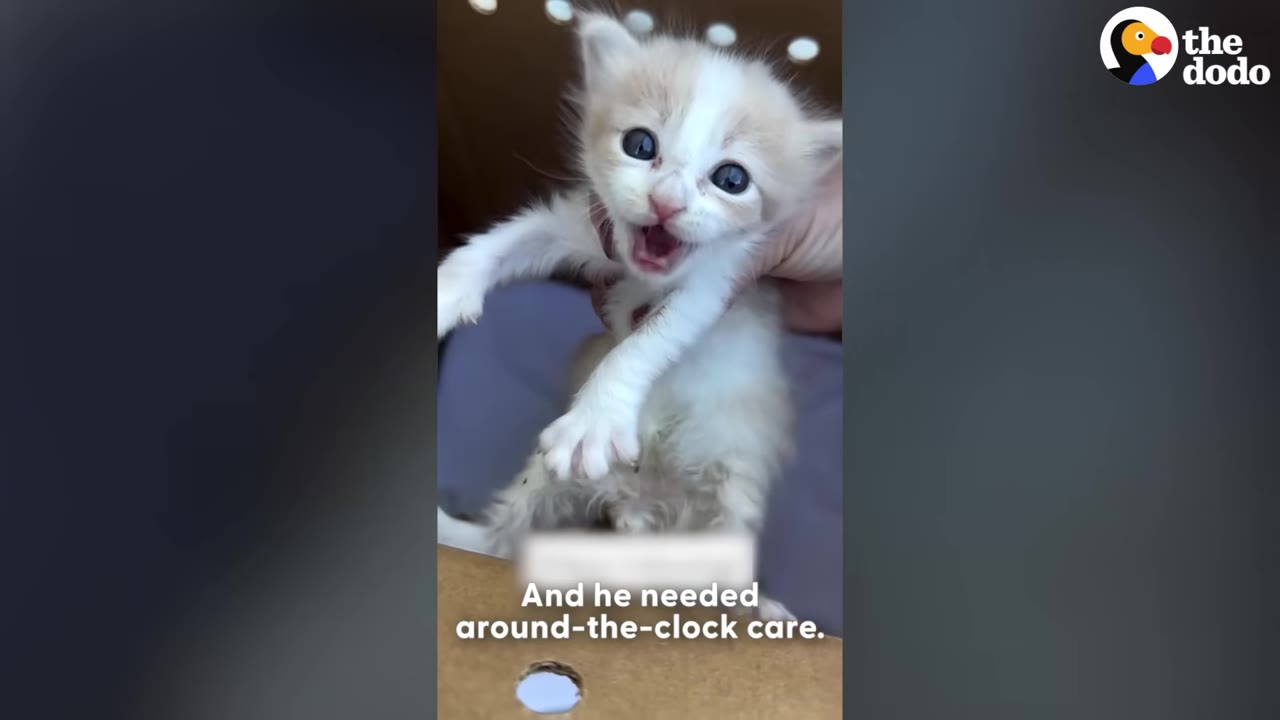 A tiny light brown and white kitten with its mouth wide open as if meowing loudly, held gently by a hand inside a cardboard box.