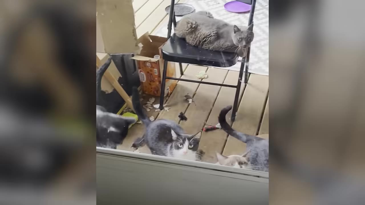 Several cats lingering on an outdoor wooden deck, with one grey cat resting on a black folding chair and others looking towards the window.