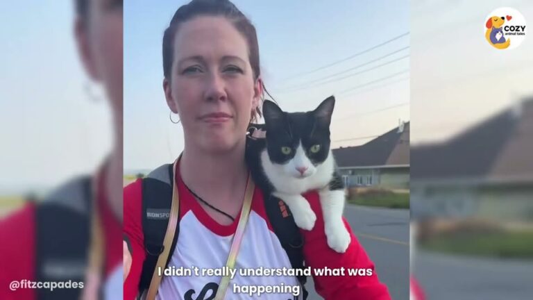 Washington Shelter Visitor Never Planned To Adopt, But One Bold Tuxedo Cat Refused To Be Ignored