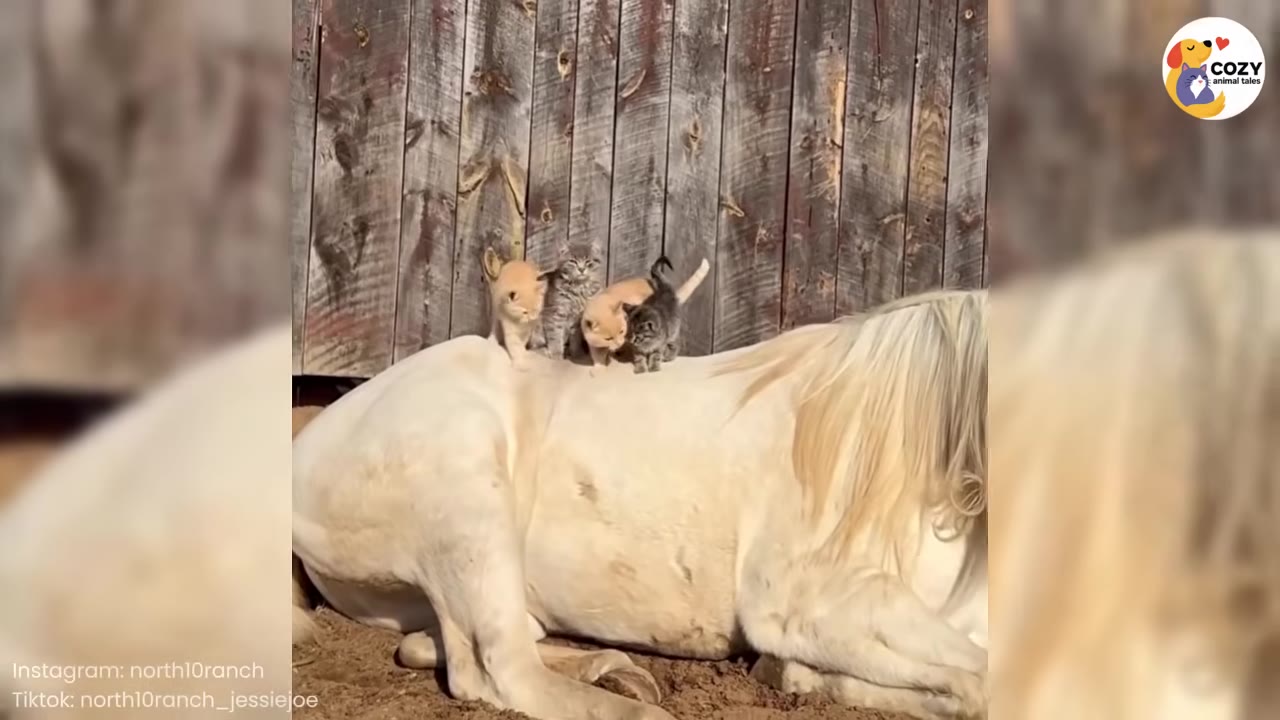 Four small kittens, two orange and two tabby, stand together on the back of a resting white horse.