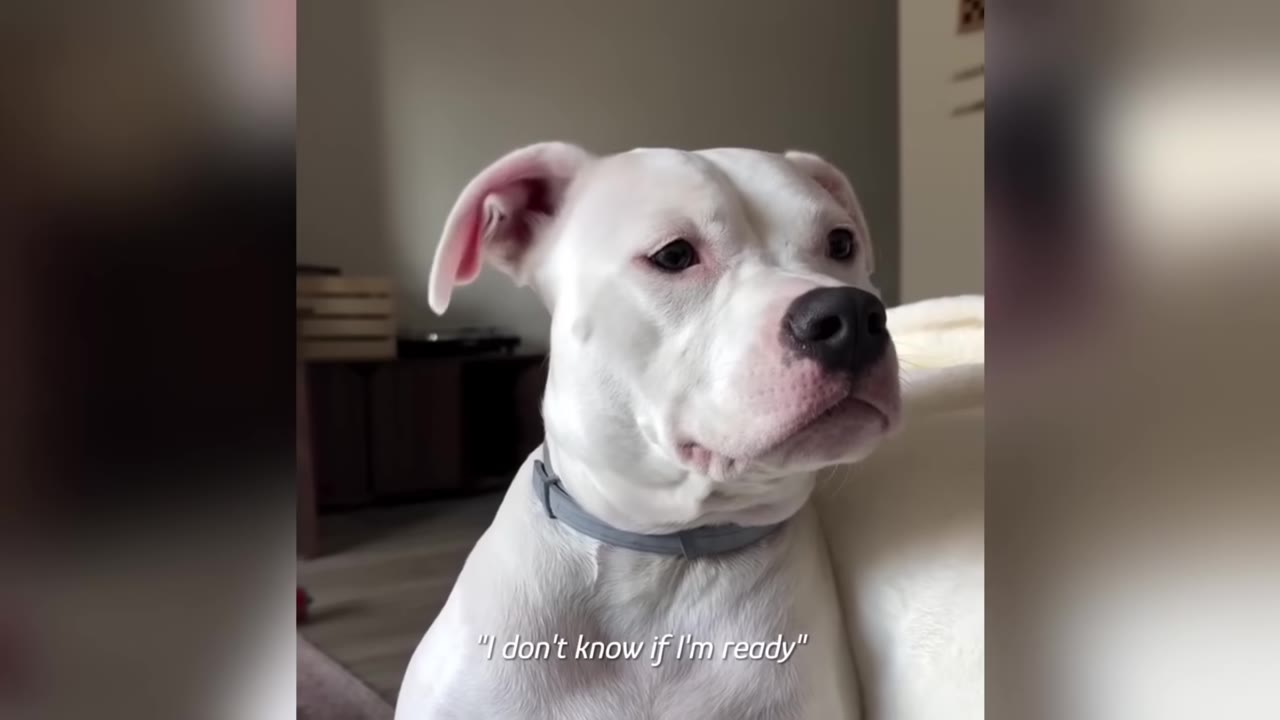 A close-up of a white dog looking off-camera with a hesitant expression, with the subtitle 'I don't know if I'm ready' at the bottom.