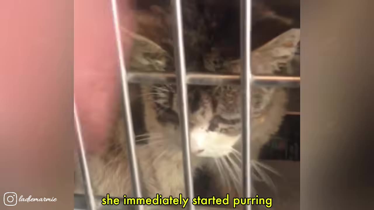 A fluffy tabby cat sits close to the metal bars of a cage, looking forward as a hand gently reaches in to pet her.
