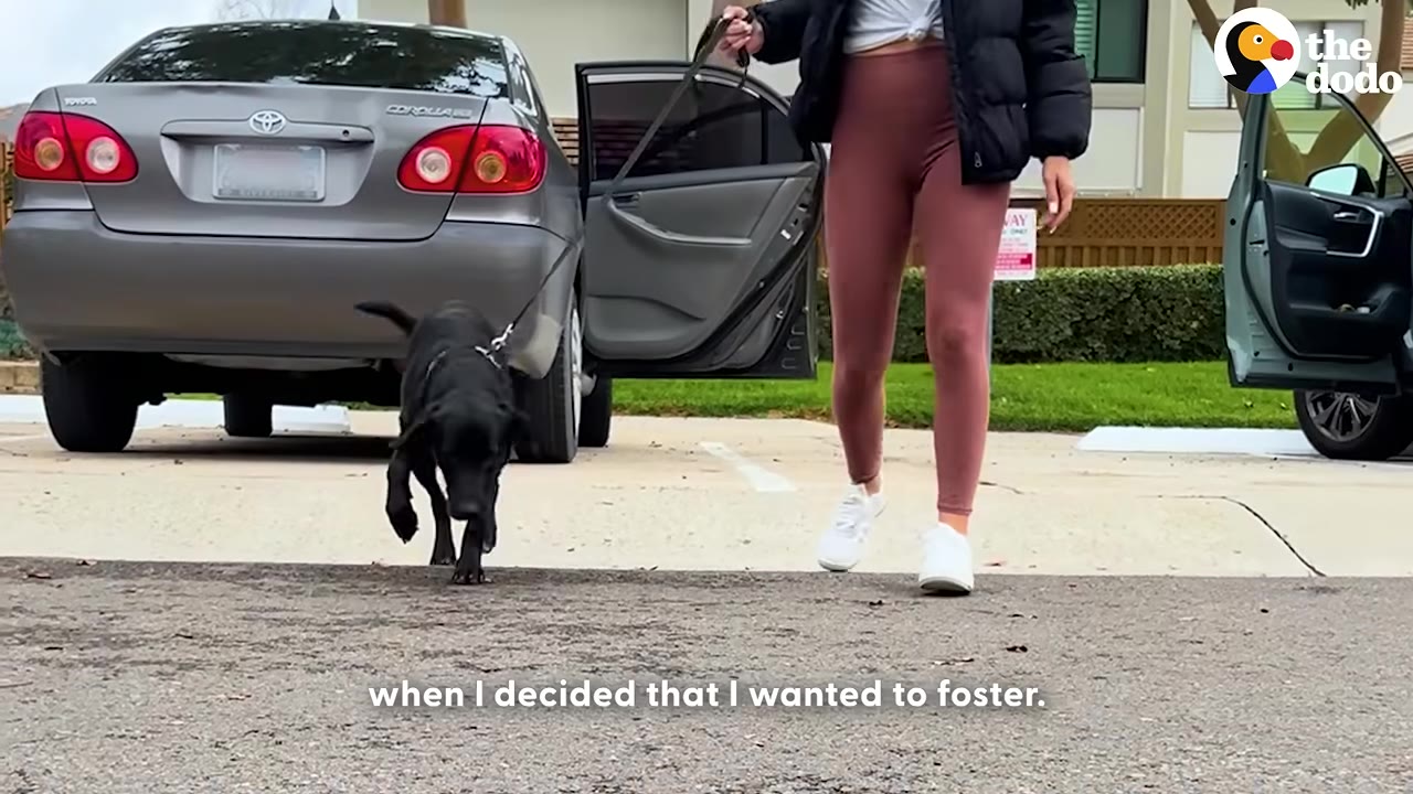 A woman in a black jacket and pink leggings walks a black dog on a leash away from a grey car.