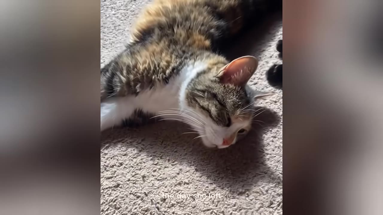 A calico and white cat lies on its side on a beige carpet, looking downcast.