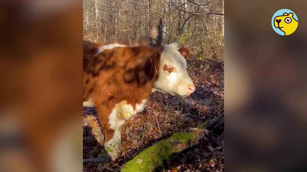 A brown and white Hereford cow stands in a wooded area with fallen leaves and a mossy log in the foreground.