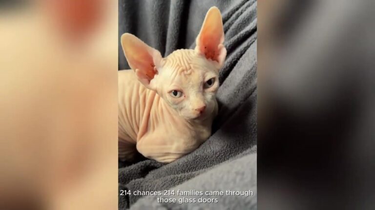 California Hairless Cat Was Ignored For 214 Days Until One Volunteer Finally Felt Her Desperate Hug