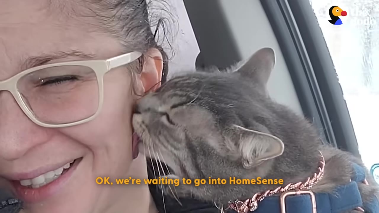 A close-up of a grey tabby cat wearing a blue harness and a gold chain collar, licking the cheek of a smiling woman with glasses inside a car.