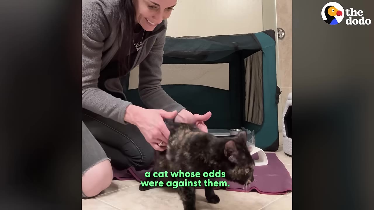 A smiling woman kneels on the floor, gently supporting a tortoiseshell cat standing on a purple blanket in front of a green pet playpen.
