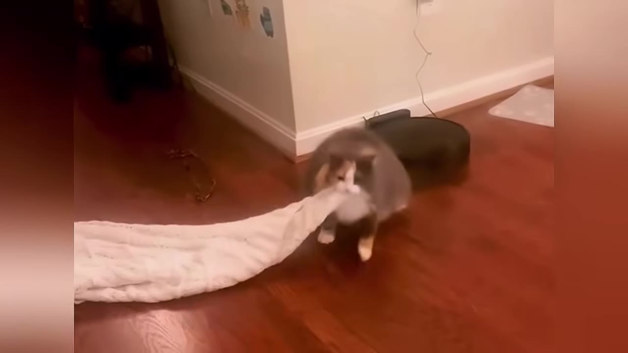 A fluffy grey and white cat dragging a large, heavy white blanket across a wooden floor.