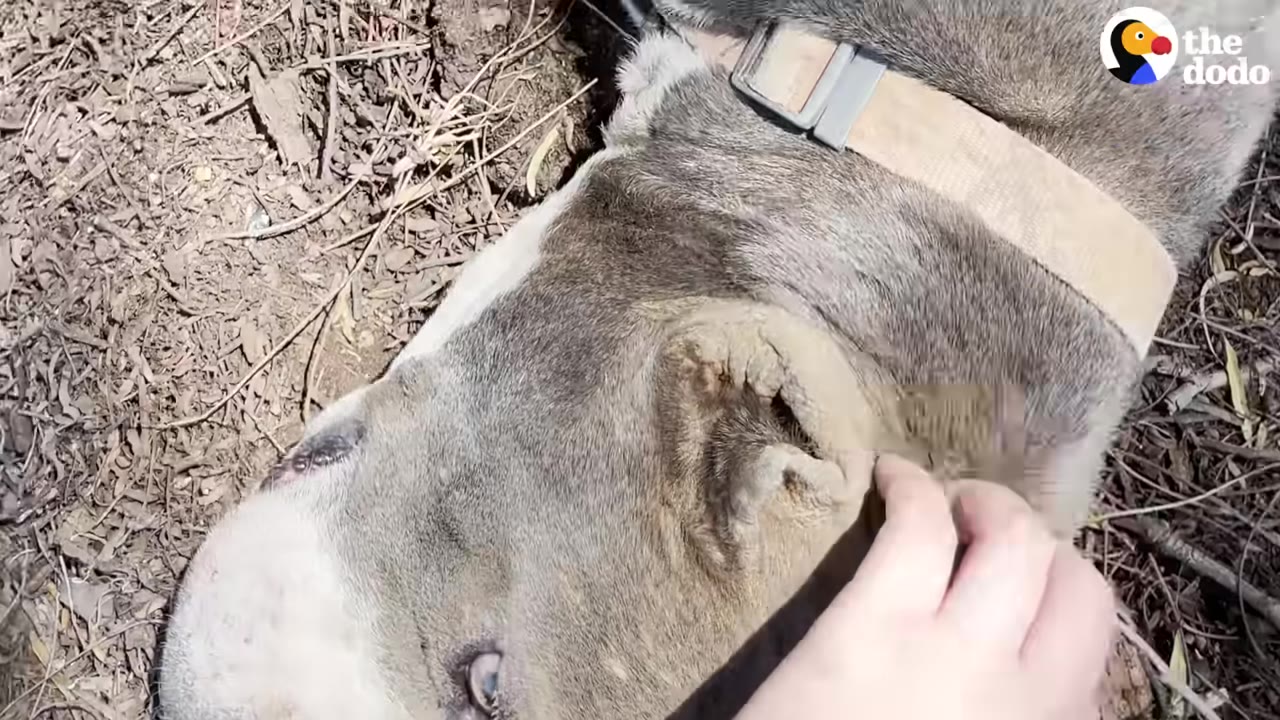A close-up shot of a person's hand gently petting the ear of a grey and white dog lying on the ground.