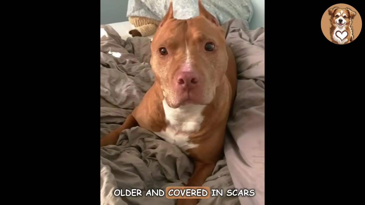 A brown and white pit bull with cropped ears lies on a rumpled grey bed, looking directly at the camera with a gentle expression.