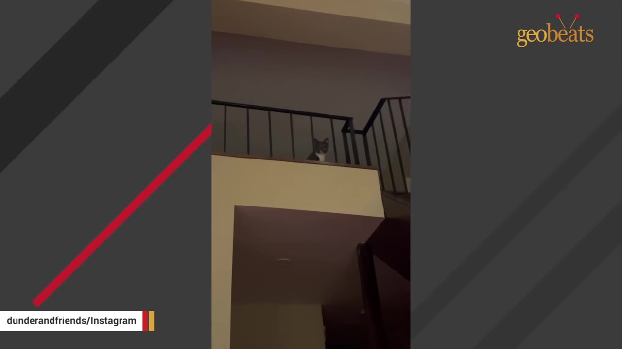 A black and white cat peeks through the black metal railing of an upstairs loft, looking down into the room below.