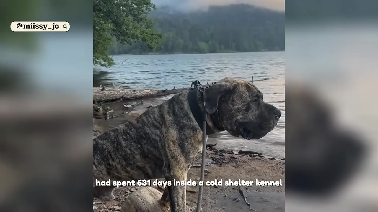 A close-up profile of a large, brindle-colored mastiff-type dog wearing a thick black collar, sitting by a lake with mountains in the background.