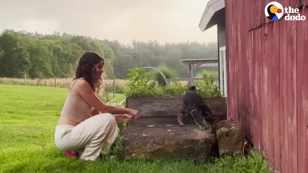 A woman crouches on a grassy lawn next to a red barn as a tabby cat walks toward her on a stone step.