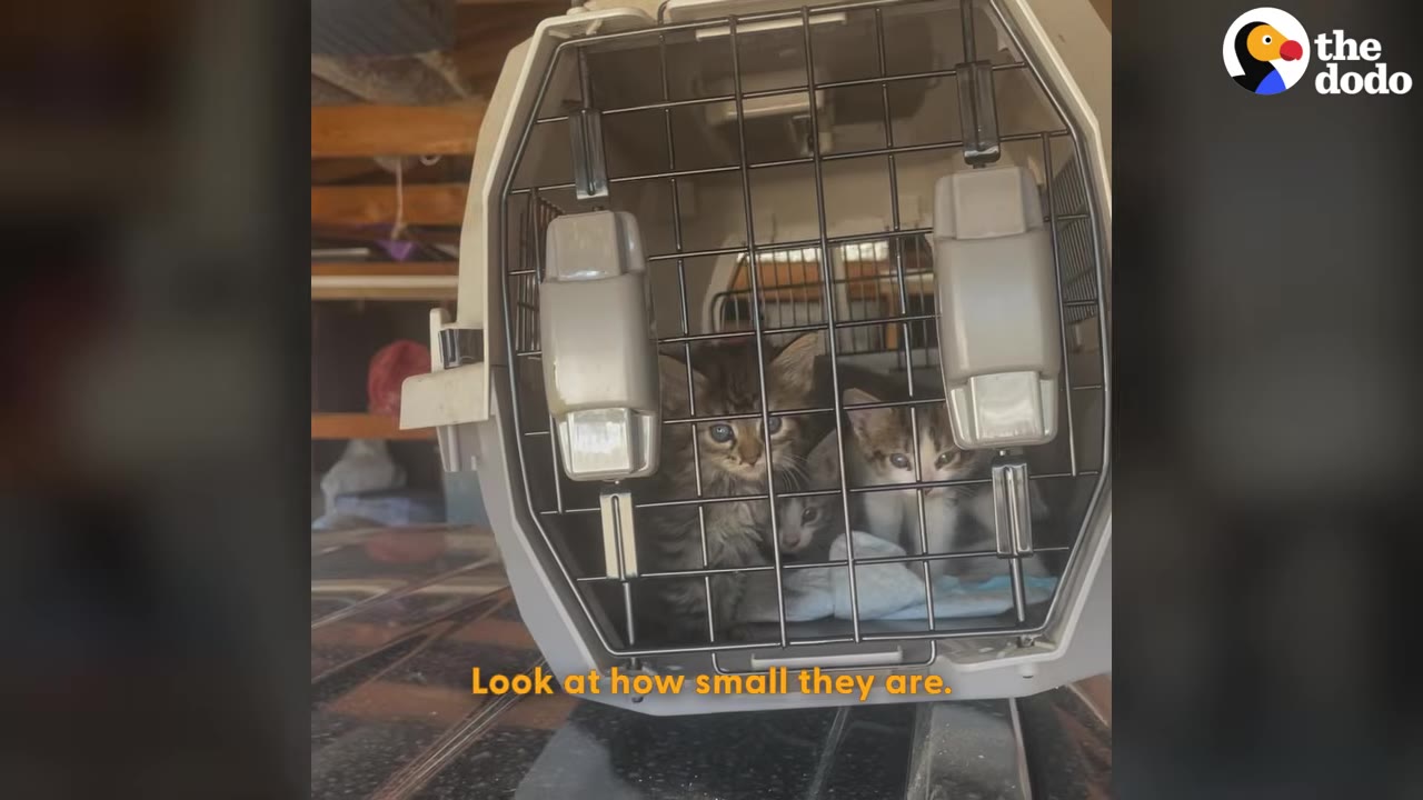 Several small kittens look out from inside a plastic pet carrier.