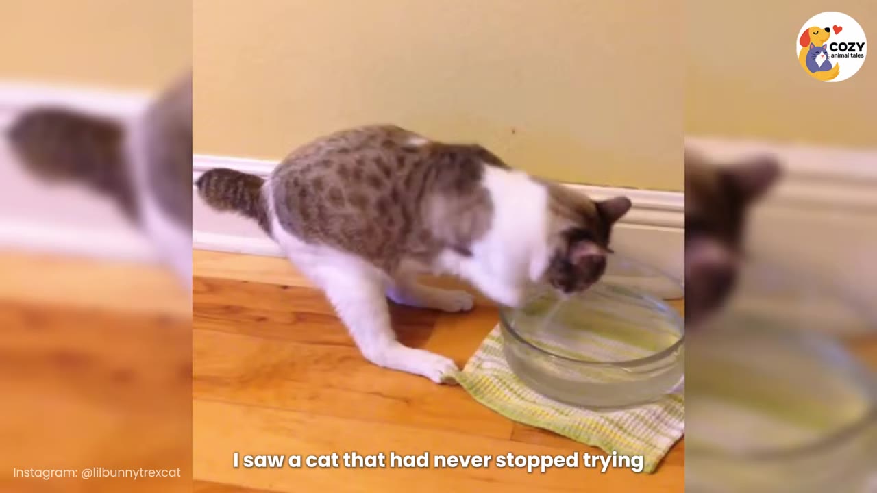 A brown and white cat with missing front legs leans forward on its hind legs to drink water from a glass bowl on a wooden floor.