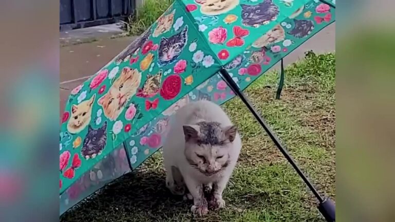 Ohio Cat Found Shivering In The Rain Has A Shocking Secret Hiding Inside His Mouth