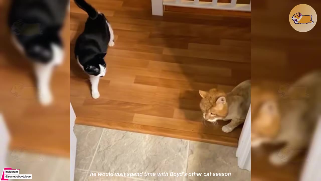 An orange cat and a black-and-white cat stand on a wooden floor inside a house.