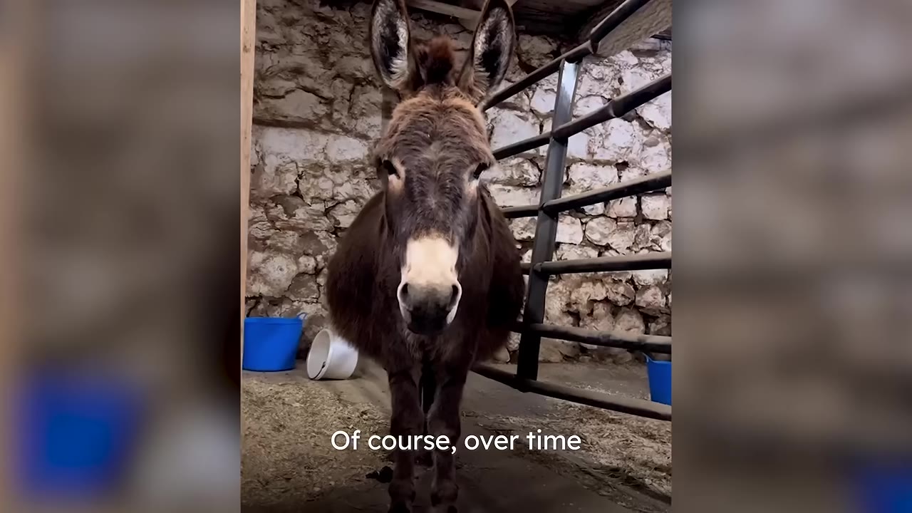 A brown and white donkey stands calmly inside a stone barn, looking directly at the camera.