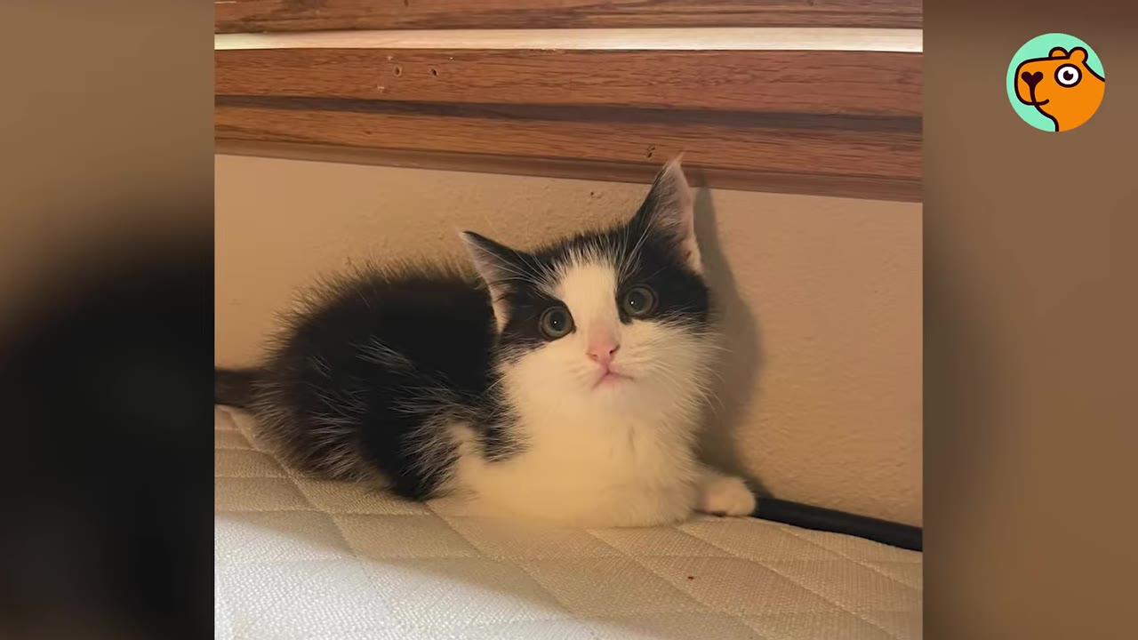 A small black and white kitten sitting on a mattress against a wall.