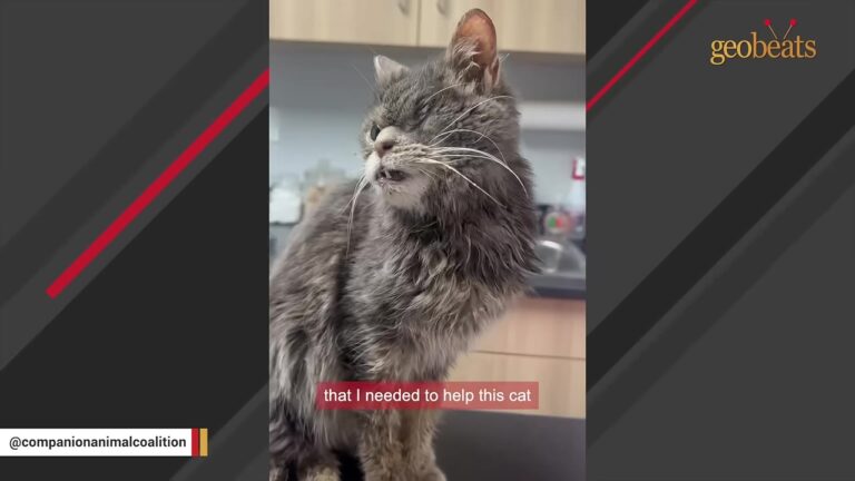 Pennsylvania Cat Given Away For Free Immediately Shows Her Rescuer Exactly What She Needs