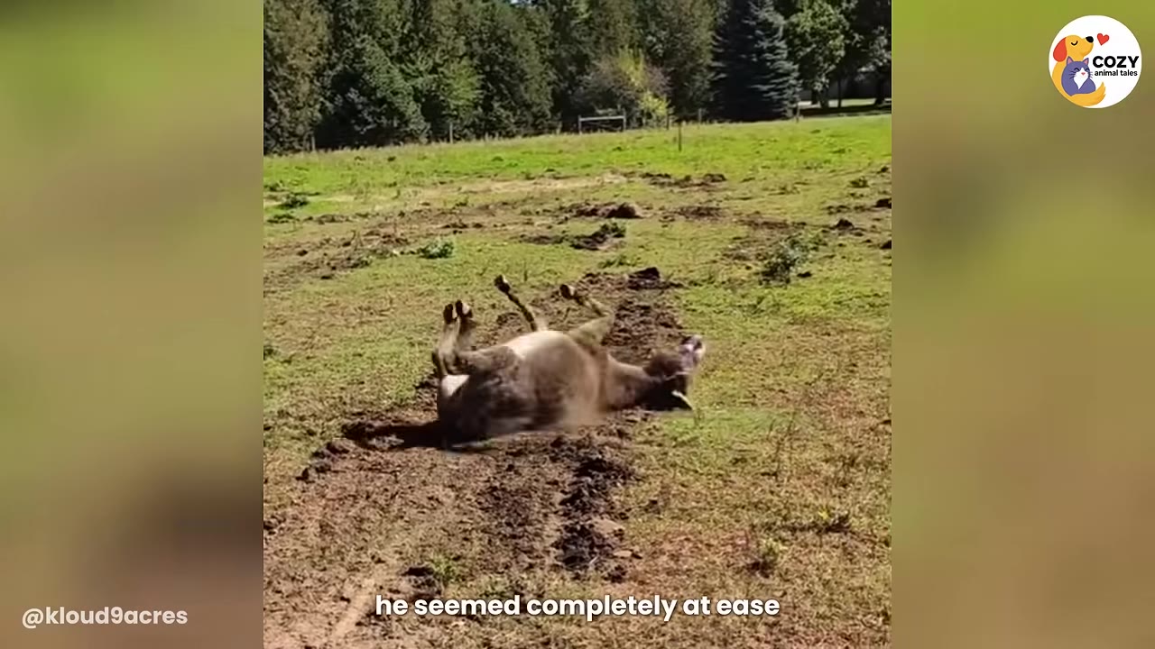 A small grey donkey rolls on its back in a grassy field, kicking its legs in the air.