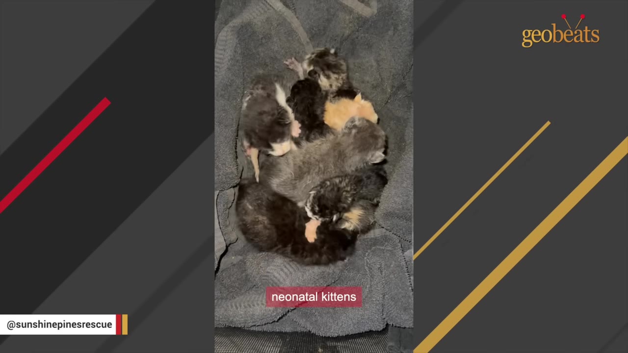 A group of tiny, neonatal kittens of various colors huddled together on a grey towel.